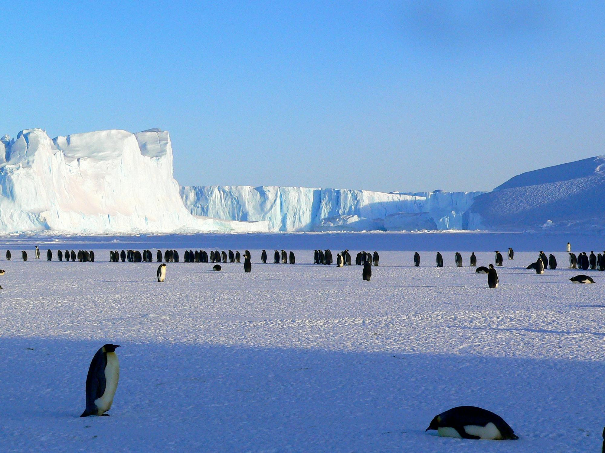 Antarctica Travel Guide: Planning Your Expedition to the Frozen Continent