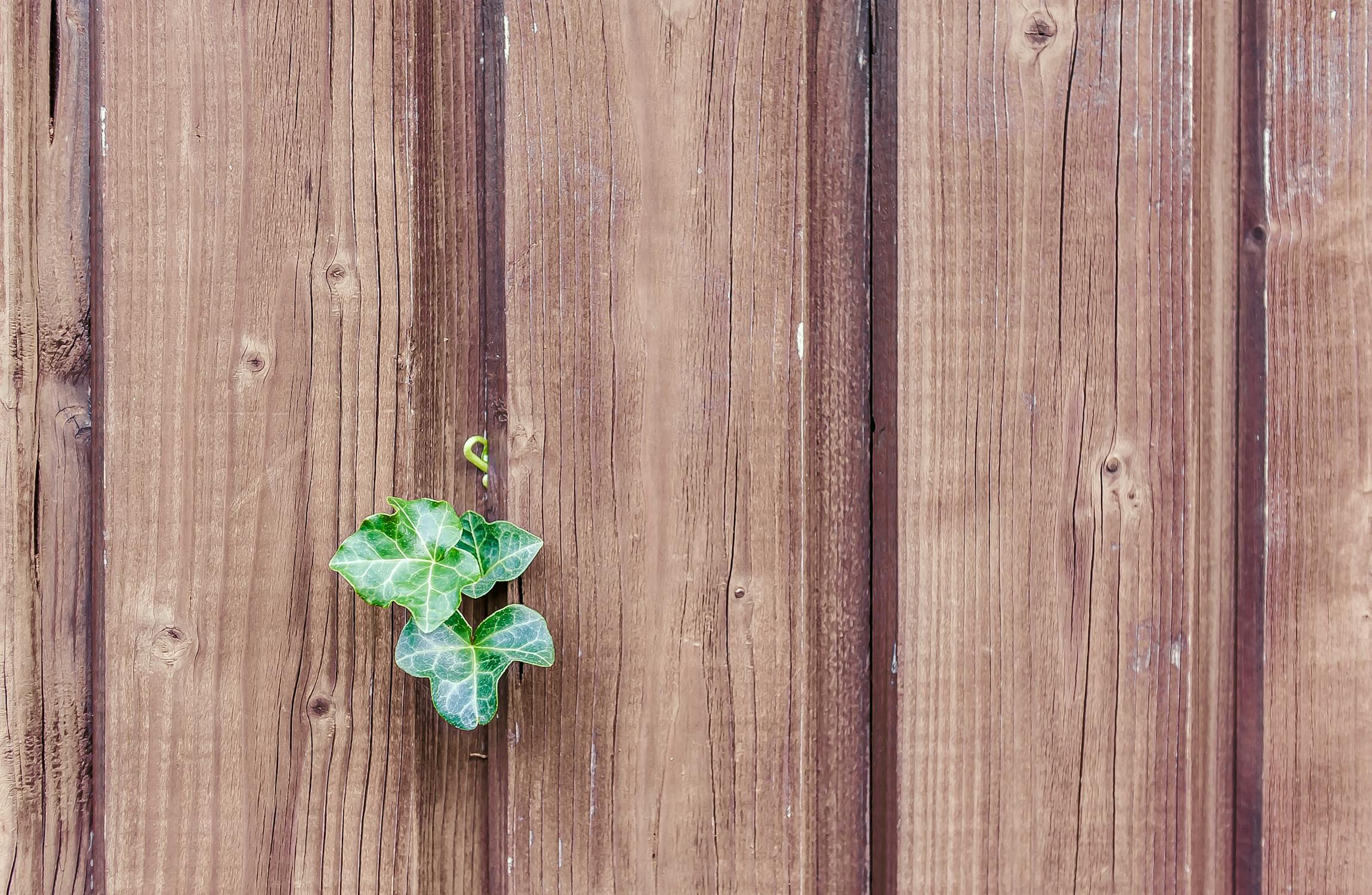 Wood vs vinyl backyard fences - which is better for privacy and durability